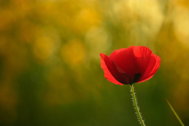 Coquelicot d'or